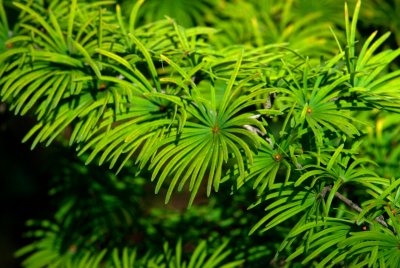 Pseudolarix amabilis - pamodřín půvabný - jehlice